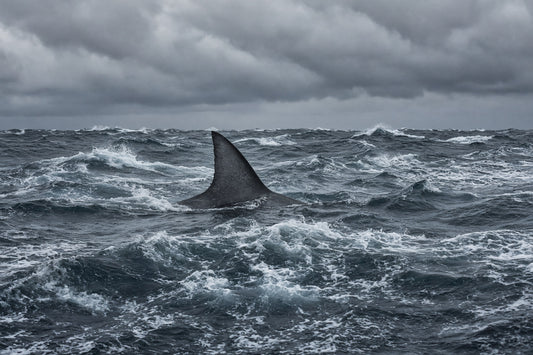 A large shark fin sticking out above rough seas.