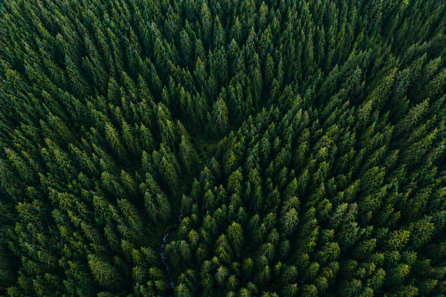 Aerial view of a dense forest with green trees