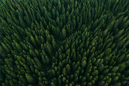 Aerial view of a dense forest with green trees