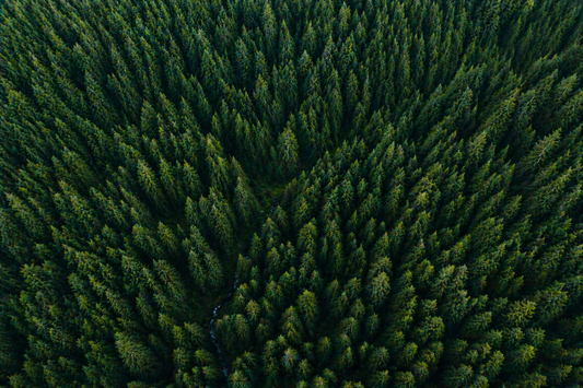 Aerial view of a dense forest with green trees