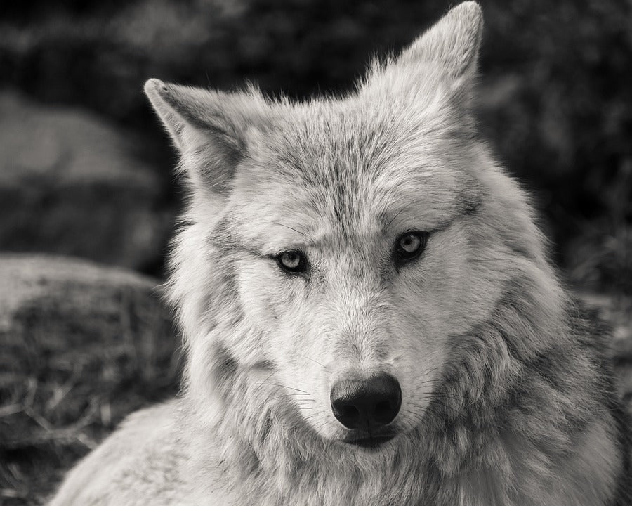 Black and white photo of a wolf with a blurred natural background